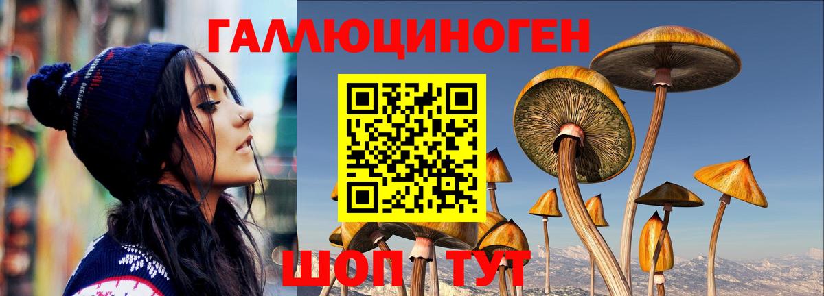 Славгород  Псилоцибиновые грибы Psilocybine cubensis  Вход с VPN 